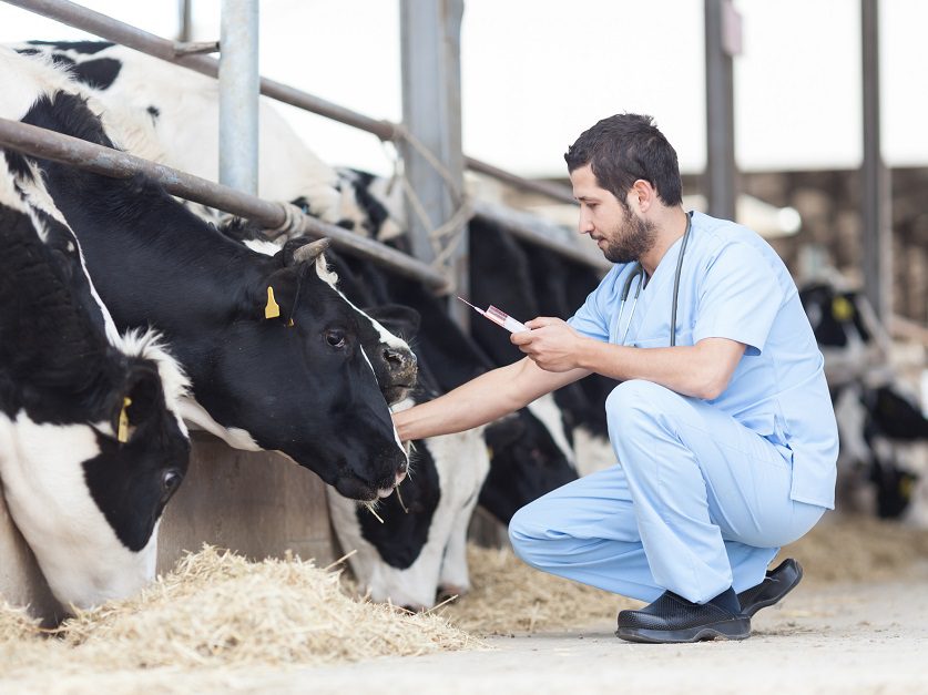 Vet injected cows