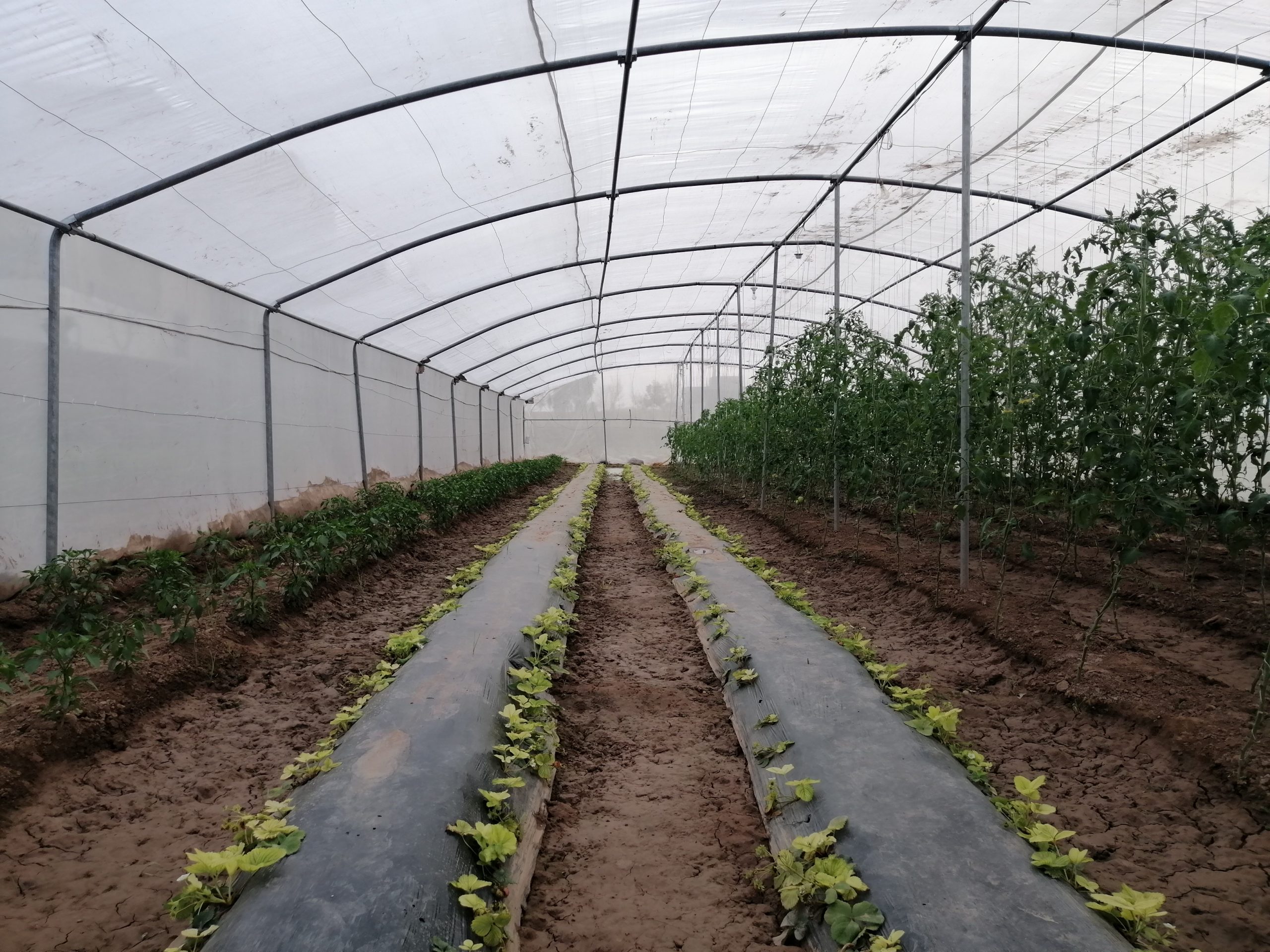 Vegetables & Tunnel Farm