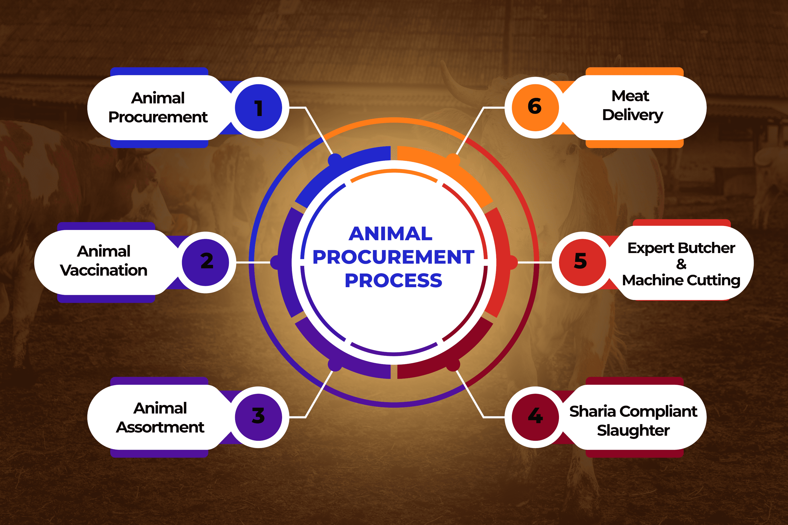 animal procurement process